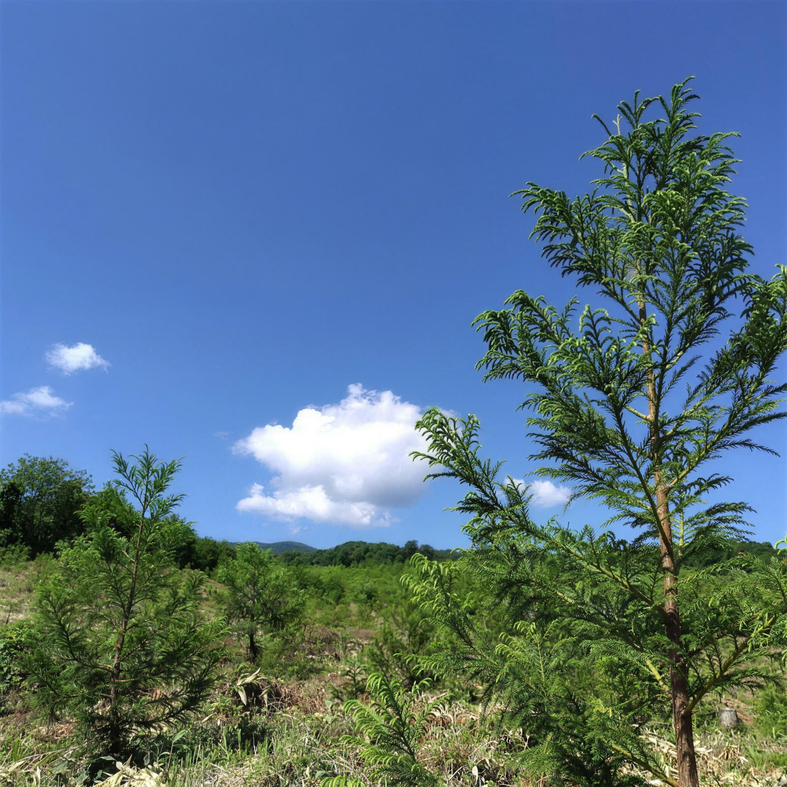 下刈りを終えた造林地と青空(欠入西)